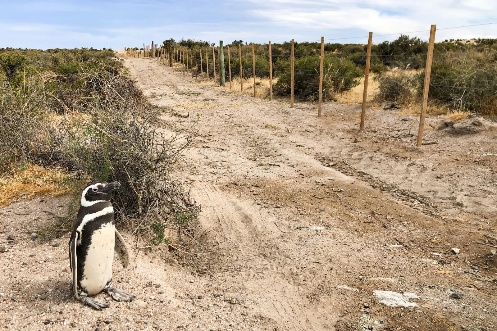 Punta Tombo: la Cámara de Apelaciones dejó firme la condena por la masacre de pingüinos