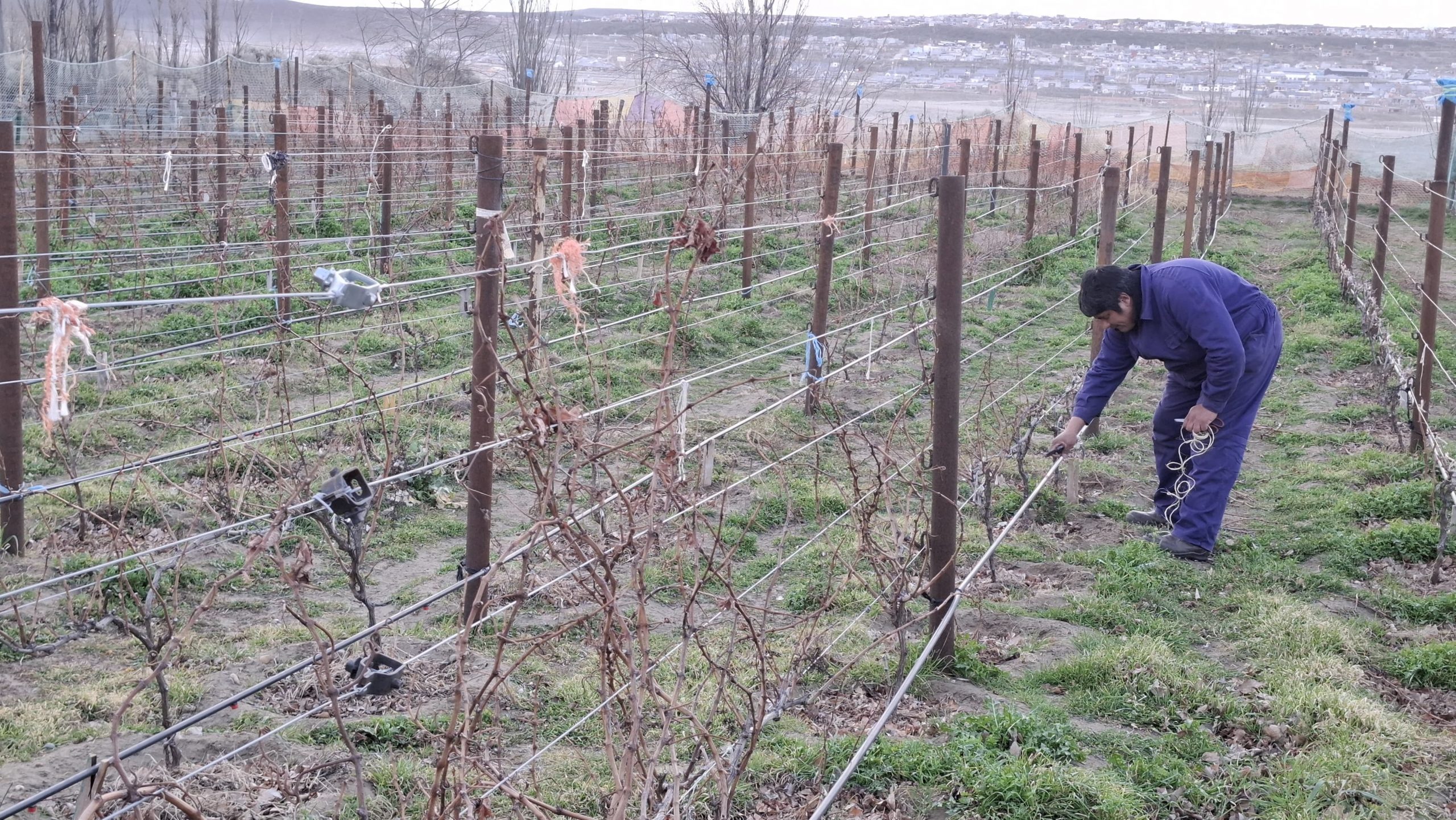 Iniciaron los trabajos de poda en el viñedo de Punto Orgánico